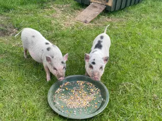 Mini grise hunner fra 23 feb 2024