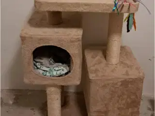 Katte kradsetræ 