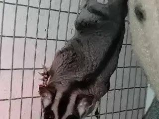 Sugerglider