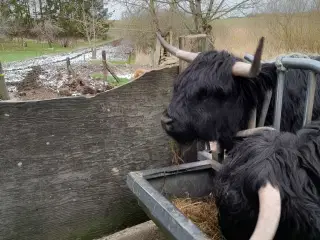 Skotske Højlands kvier