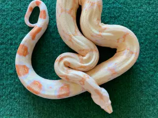 0.1 albino kongeboa og exo terra