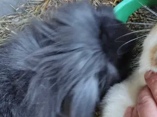 Kaninunger 