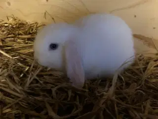 Minilop HAN kaninunge sælges 