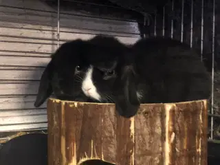 Kaninunger hermelin og mini lop
