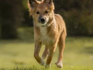 Islandsk Fårehund 4 måneder