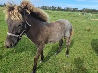 Islænder føl