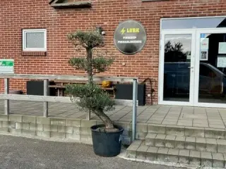 OLIVENTRÆ I POTTE 200CM