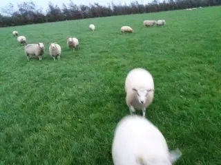 border collie eller lignende