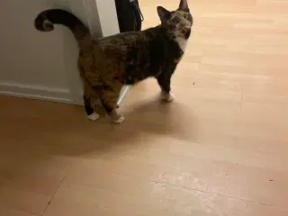 Hun kat søger nyt hjem
