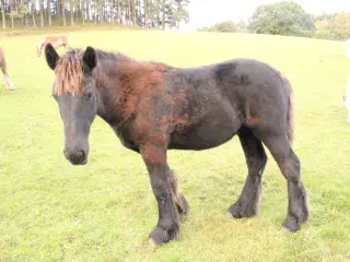 Jydsk hest - føl