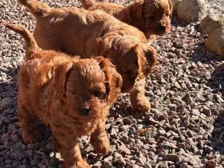 Skønne Cavapoo hvalpe 