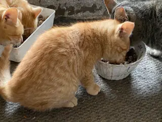 Kattekillinger