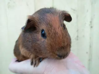 Oktober tilbud, 2 Hun unger til