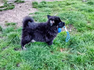 Finsk lapphund / langhåret schæfer hvalpe