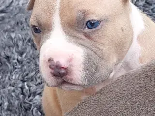 American bully hvalpe 