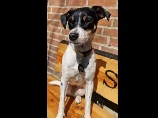 Dansk svensk gårdhunde hvalpe 