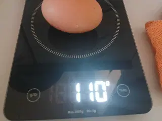 Æglæggende høner 