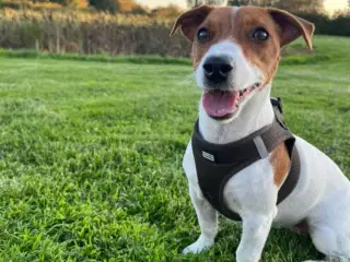 Jack Russell Terrier hvalpe