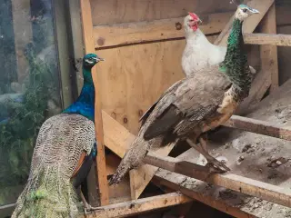 Påfugle kok 