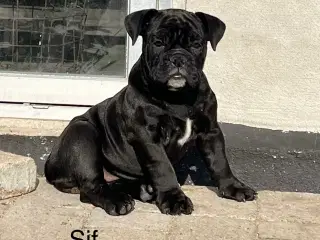 OLD ENGLISH BULLDOG