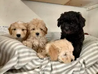 Goldendoodle