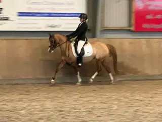 Pony/hest søges