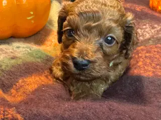 Mini Amerikansk Cockapoo