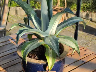 Agave sælges