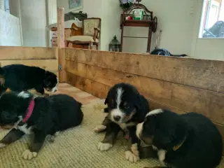 Berner Sennen hvalpe med stamtavle