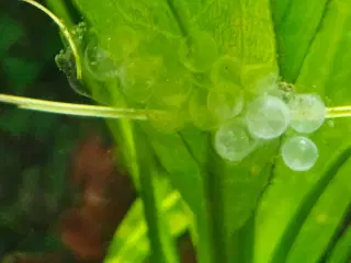 Paradissnegl (Marisa cornuarietis snegl) 