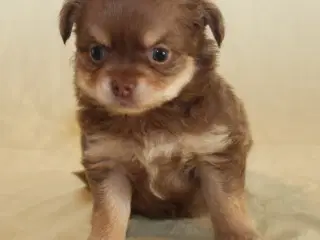 Chihuahua hvalp