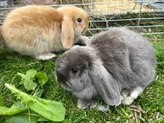Minilop Pige 