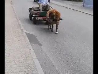 Shætlænder vallak 