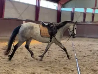 Smuk springpony med kapacitet 💥