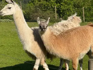 Lama han 1 1/2 gammel