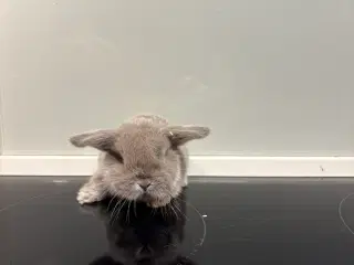 Mini lop hun kanin 