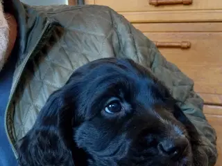 Engelsk cockerspaniel hvalpe