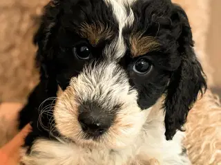 cockerdoodle, cockerpoo, doodle