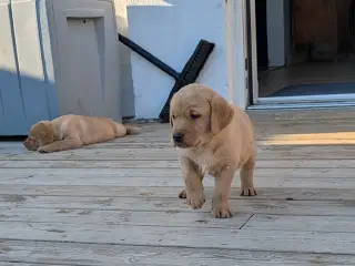 Gl.dags labrador hvalpe 