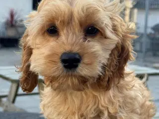 Skønne Amerikansk cockapoo