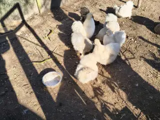 Silke høns æg i stor race 