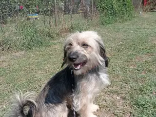Mor Alma - 3 år - 10 kg - steriliseret 
