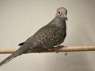 Diamantduer