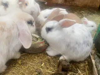 Kæle kaniner - dværg vædder