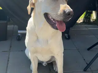Labrador Retriever søger nyt hjem
