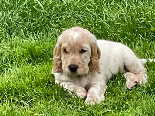 engelsk Cocker Spaniel