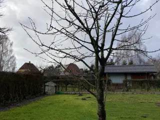 Kirsebærtræ 5-6 m højt