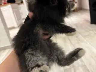 Søde tamme kaninunger