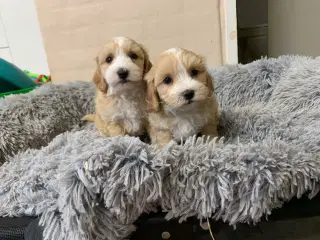 Små fine Maltipoo babyer 