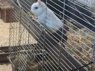 GRATIS indlevering af Kaniner 🐰